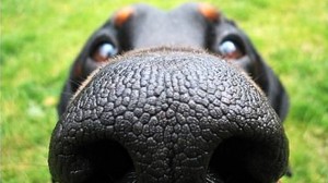 dog-nose-rottweiler